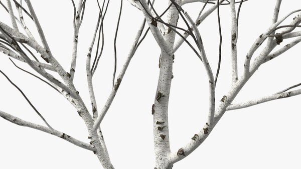 Naked Birch Tree 3d Turbosquid 1786777