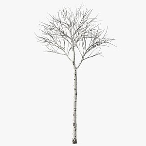 Naked Birch Tree 3D