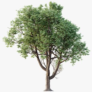 AV Plants Celtis laevigata Sugarberry Hackberry02