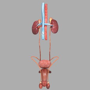 genito urinary tract