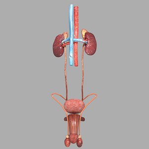genito urinary tract