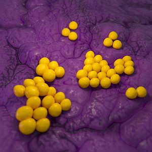3D staphylococcus model