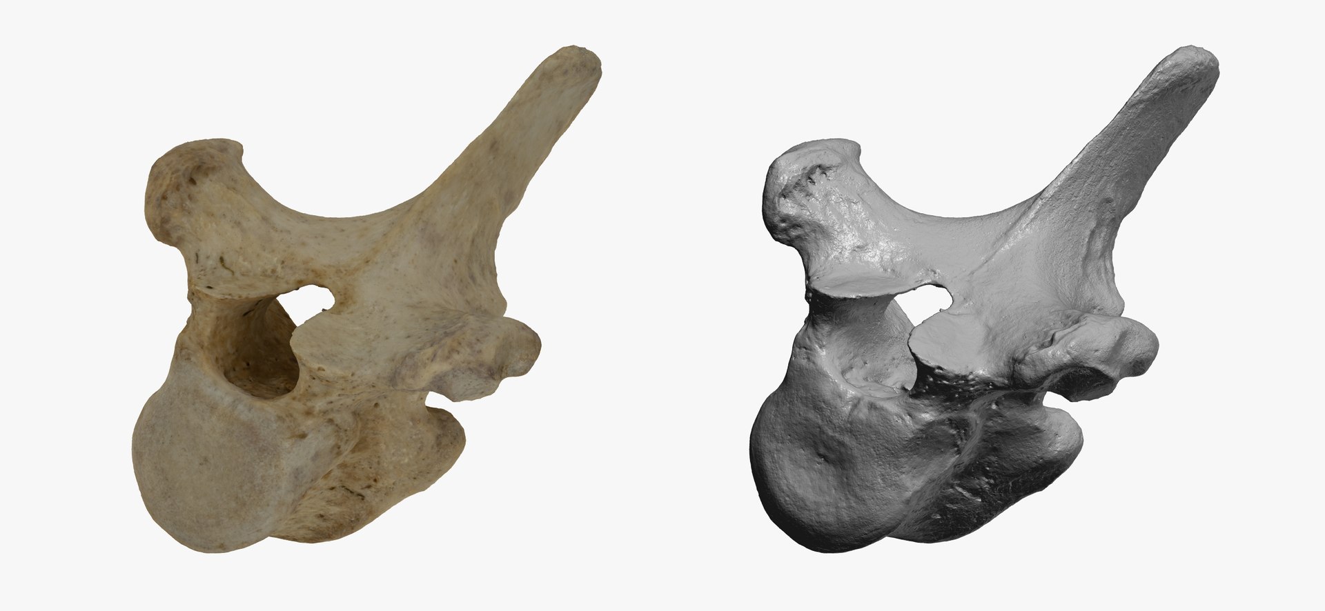 Bear (Ursus) Thoracic Vertebrae T10 RAW Scan 3D Model - TurboSquid 1862038