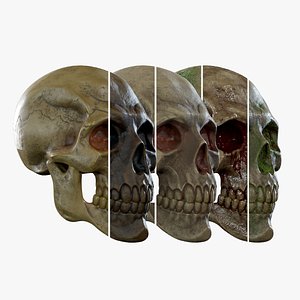 3D model Human Skeleton Skull Pack - Gameready - Lowpoly - Textured PBR Low-poly 3D model