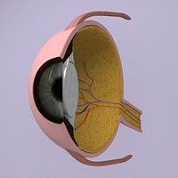 eye section