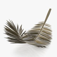 Dried Palm Leaf Frond Curved
