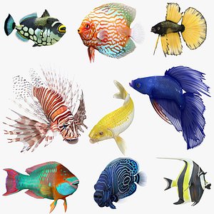 3D model coral fishes rigged 3