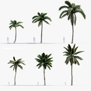 Cocos nucifera - Coconut Palm  3D model