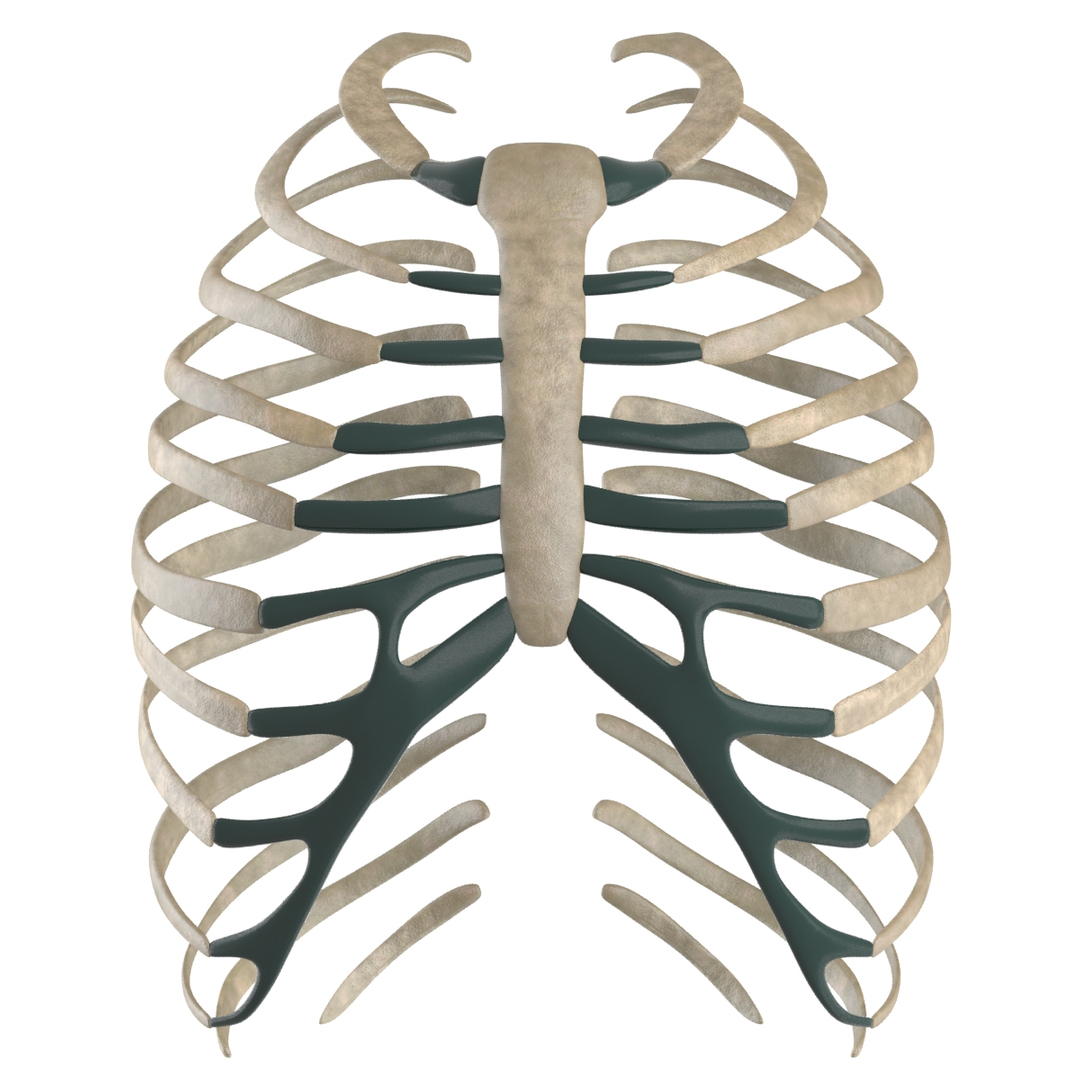 3d Sternum Ribs