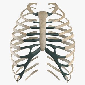 3d sternum ribs