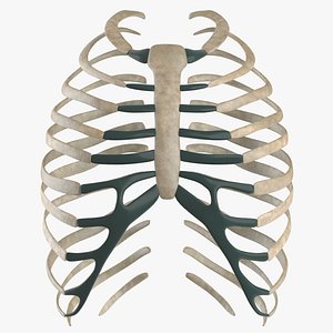Skeletal Ribs System