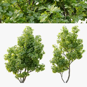fig tree 02 model