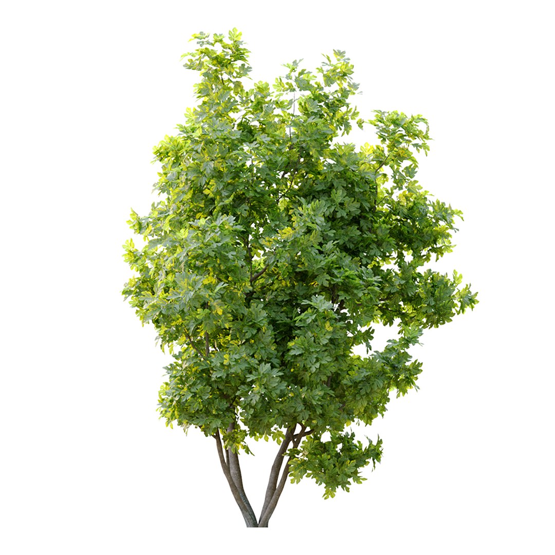 fig tree 02 model https://p.turbosquid.com/ts-thumb/lF/Yrom4X/Gj/preview5ft/jpg/1662614617/1920x1080/fit_q87/91d8459baef20e9fb952b07f06866c0cdc026932/preview5ft.jpg