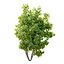 fig tree 02