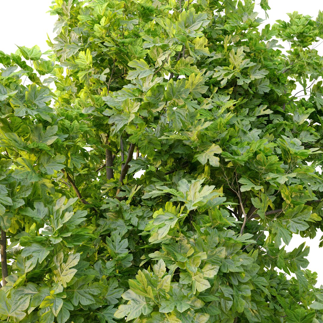 fig tree 02 model https://p.turbosquid.com/ts-thumb/lF/Yrom4X/Z1/preview3ft/jpg/1662614616/1920x1080/fit_q87/e81140bccc9dc49d37a6bcda316181a0e0e0f428/preview3ft.jpg