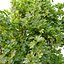 fig tree 02