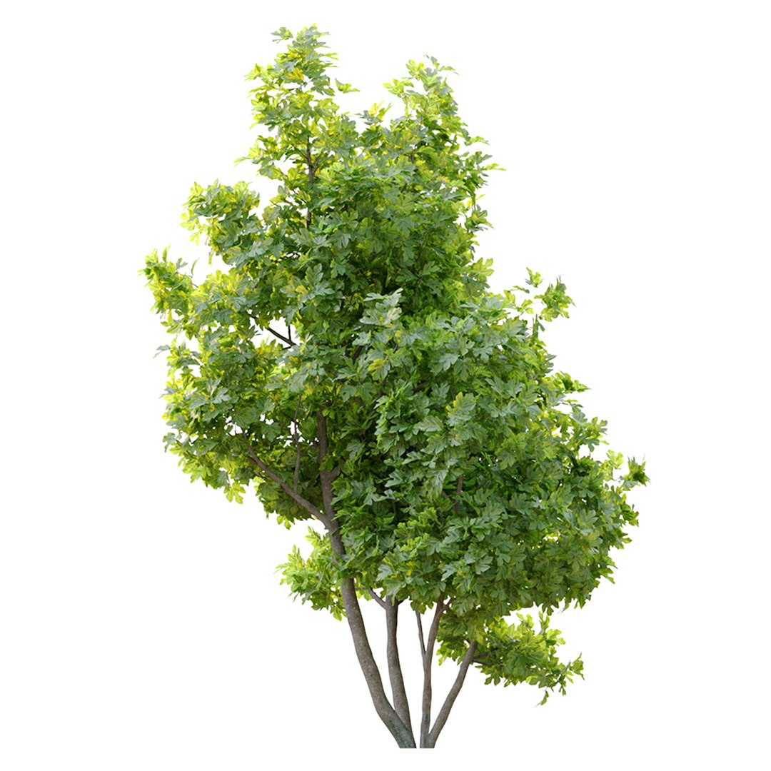 fig tree 02 model https://p.turbosquid.com/ts-thumb/lF/Yrom4X/xJ/preview6ft/jpg/1662614619/1920x1080/fit_q87/207ee8792dd727f8a40c3b5922120aee7717d2db/preview6ft.jpg