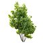 fig tree 02