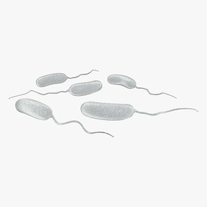 3D Vibrio Cholerae Bacteria