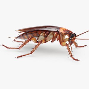 3D fur cockroach american model