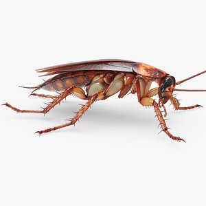 Cockroach American Fur