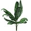 Banana Plant Collection