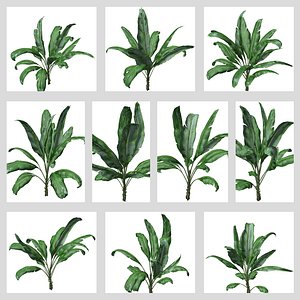 Banana Plant Collection