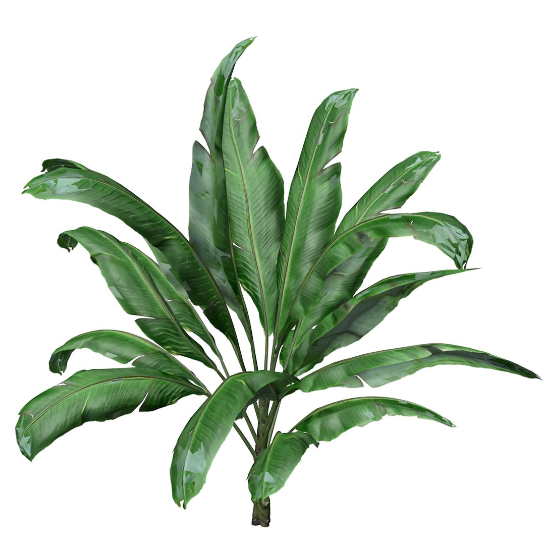 3D Banana Plant Collection model https://p.turbosquid.com/ts-thumb/lF/qT9iBZ/fc/_bananaplant_03_01/png/1742320436/1920x1080/fit_q87/1f915b5e494ea2a65fab30e0d8dcb68d7c26549d/_bananaplant_03_01.jpg