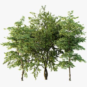 3D AV Water gum and Carpinus Betulus 3 trees model