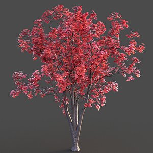 Japanese Maple