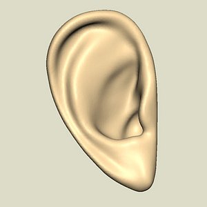 set ears 3d model