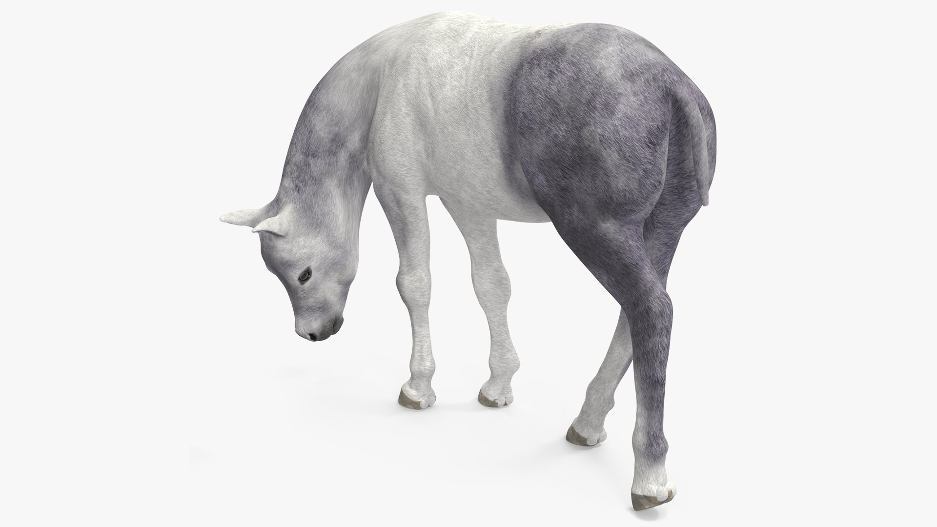 White Shetland Pony in Grazing Pose 3D model preview