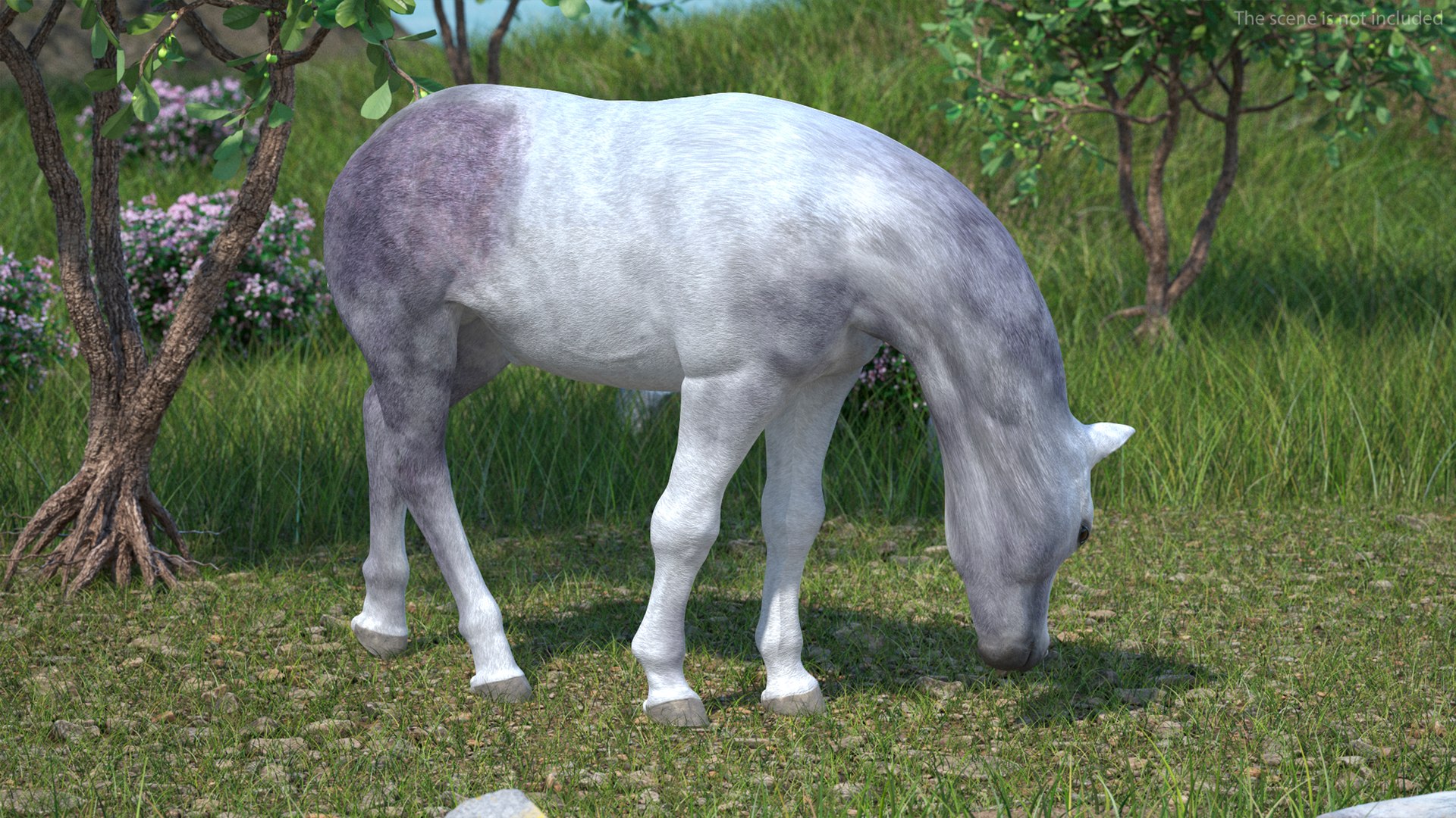 White Shetland Pony in Grazing Pose 3D https://p.turbosquid.com/ts-thumb/lG/7QHBbL/WQ/whiteshetlandponyingrazingposec4dmodel003/jpg/1717999268/1920x1080/fit_q87/c37f1f1c383c20cf42b11d179e19df8661e8a7e2/whiteshetlandponyingrazingposec4dmodel003.jpg