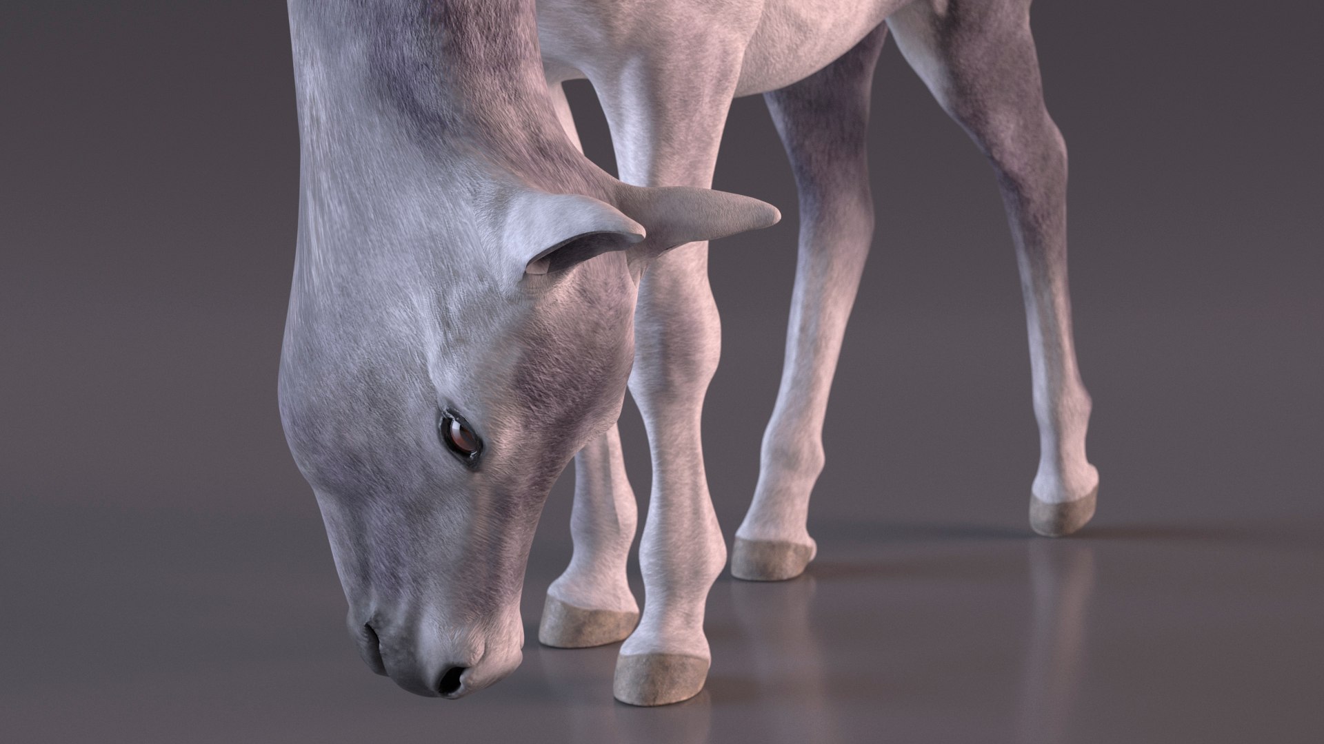 White Shetland Pony in Grazing Pose 3D https://p.turbosquid.com/ts-thumb/lG/7QHBbL/iS/white_shetland_pony_in_grazing_pose_009/jpg/1718016231/1920x1080/fit_q87/c84f784bfea5e673979694e0c29b22c340e34bf7/white_shetland_pony_in_grazing_pose_009.jpg