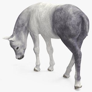 White Shetland Pony in Grazing Pose 3D