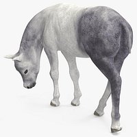 White Shetland Pony in Grazing Pose