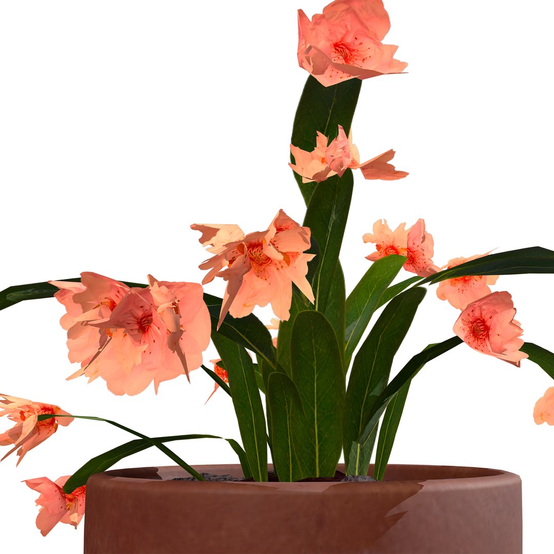 3D Schlumbergera Cactus Plant https://p.turbosquid.com/ts-thumb/lG/Ac24z7/Be/schlumbergera06/jpg/1725791362/1920x1080/fit_q87/b7bc1f967dca5eaa76236819ce41f1dccfcc3413/schlumbergera06.jpg