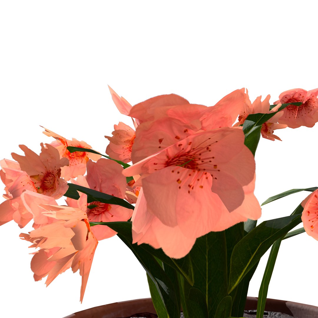 3D Schlumbergera Cactus Plant https://p.turbosquid.com/ts-thumb/lG/Ac24z7/In/schlumbergera05/jpg/1725791361/1920x1080/fit_q87/d772daac8244390c8fffd23b877b45d0106ddb48/schlumbergera05.jpg
