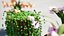 Pianta di cactus Schlumbergera