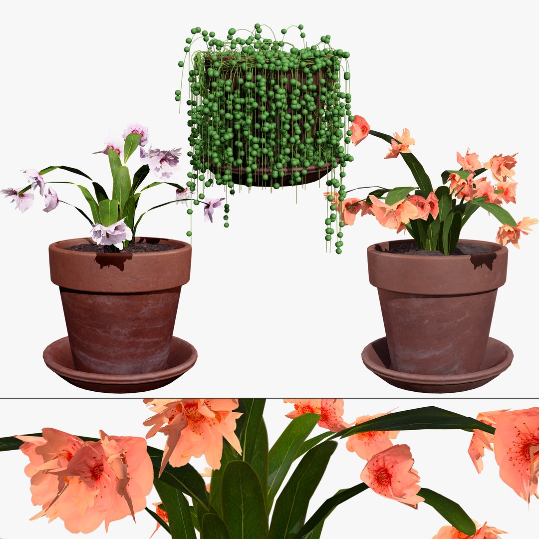 3D Schlumbergera Cactus Plant https://p.turbosquid.com/ts-thumb/lG/Ac24z7/cL/00searchcover/jpg/1725791361/1920x1080/fit_q87/436f87ba78ed31db360b9b8682e4b2ea99821082/00searchcover.jpg