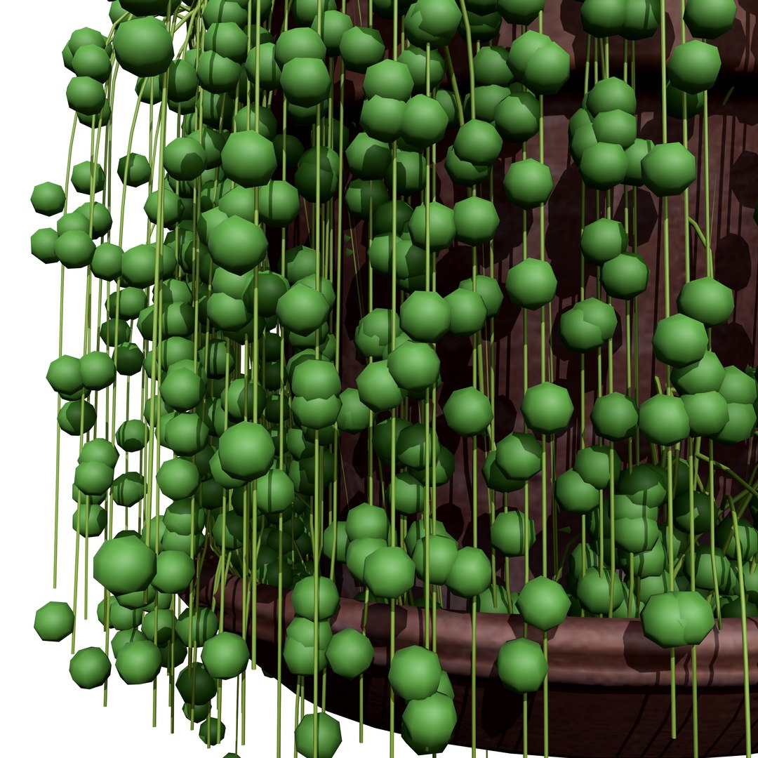 3D Schlumbergera Cactus Plant https://p.turbosquid.com/ts-thumb/lG/Ac24z7/vr/stringofpearls04/jpg/1725791364/1920x1080/fit_q87/a9ecebdf5f85fd30d2afa33ed8dc177430f32ddc/stringofpearls04.jpg