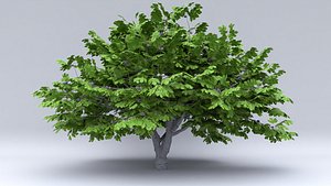 fig hight fruits 3D