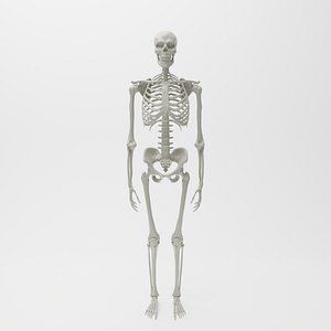 Skeleton 3D