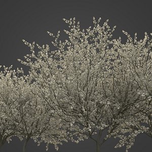 3D 2021 PBR Blackthorn Collection - Prunus Spinosa model