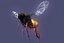 bee wing 3d model