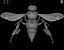 bee wing 3d model