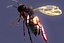 bee wing 3d model