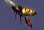 bee wing 3d model