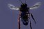 bee wing 3d model