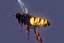 bee wing 3d model